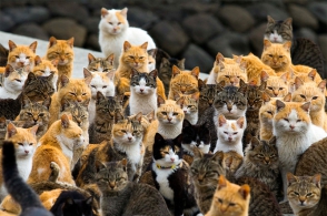 Ճապոնական կղզում ապրում են 20 մարդ, 120 կատու (տեսանյութ)